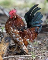 Millie Fleur D'Uccle Rooster