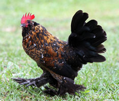Mahogany Millie Fleur D'Uccle Rooster