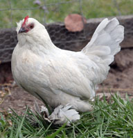 Porcelain D'Uccle Hen