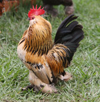 Quail D'Uccle Rooster