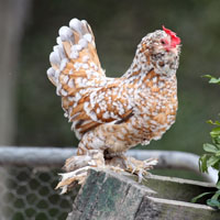 Blue Millie Fleur D'Uccle Hen