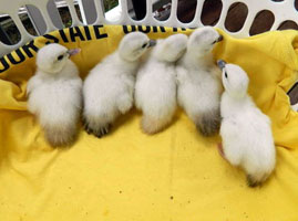 Rare coloured muscovy ducks - white hatched ducklings