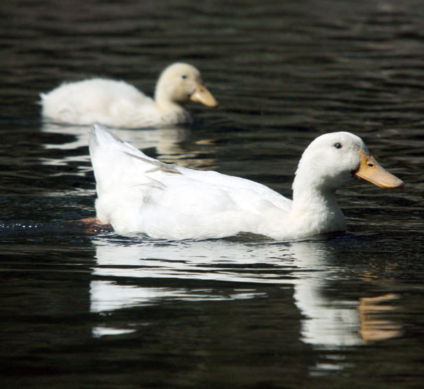 Pekin Ducks Photo: Samantha Munro