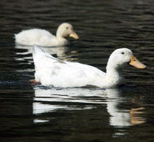 Pekin Ducks Photos: Samantha Munro