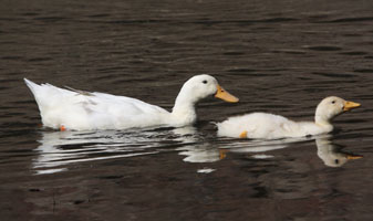 Pekin Ducks Photos: Samantha Munro