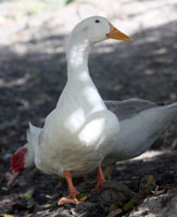 Pekin Ducks Photos: Samantha Munro