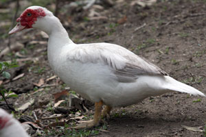 Muscovy Duck