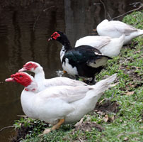 Muscovy Ducks