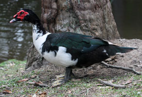 Muscovy Duck
