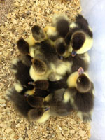 Muscovy Ducklings