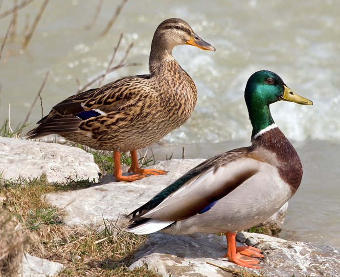 Photo: Richard Bartz