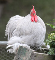 Lavendar Pekin Rooster