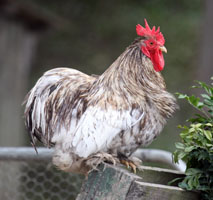 Splash Cuckoo Pekin Rooster
