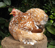 Millie Fleur Pekin Hen