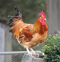 Buff Sussex Rooster