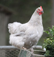 Platinum Sussex Hen