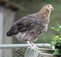 Gold Sussex Pullet