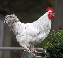 Platinum Sussex Rooster