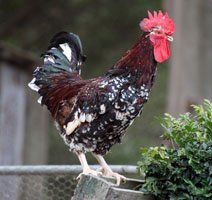 Speckled Sussex Rooster