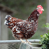 Speckled Sussex Hen