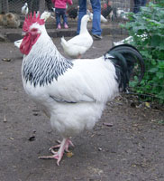 Light Sussex Rooster Photo: avlxyz 