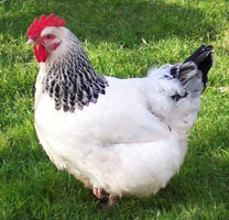 Light Sussex Hen Photo: Christian Specht