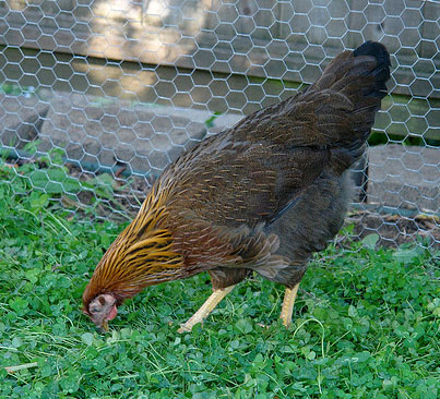 Photo: Josh Larios USA