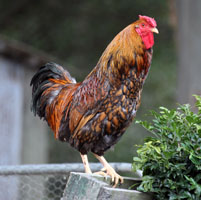 Gold Laced Wyandotte Rooster