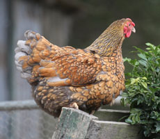 Gold Laced Wyandotte Hen